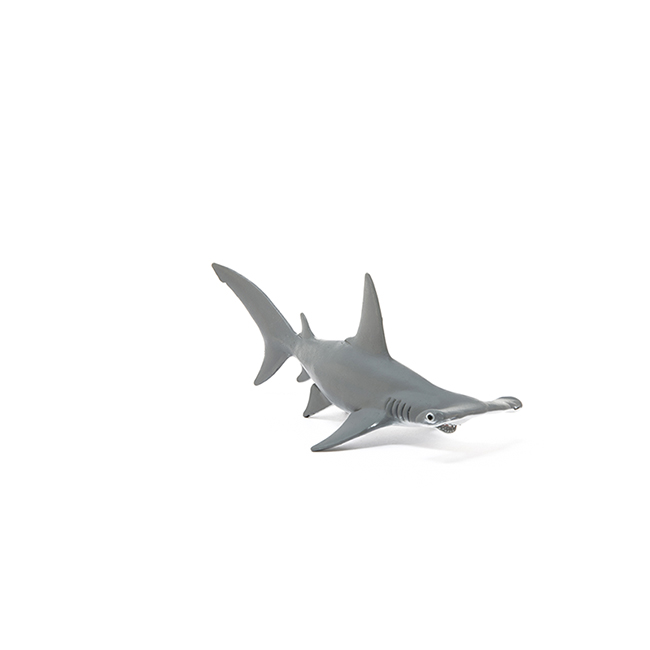 Requin-marteau