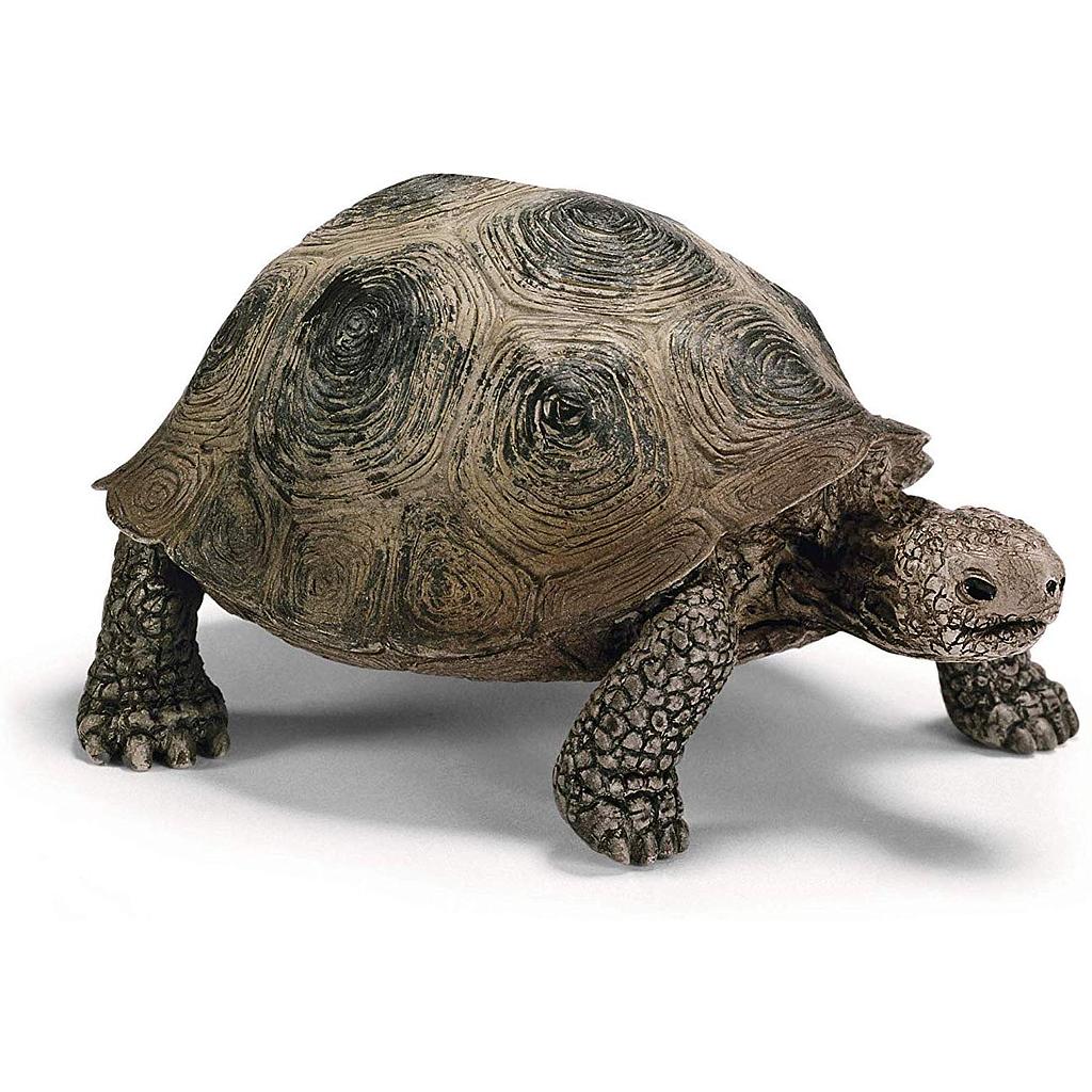 Tortue géante