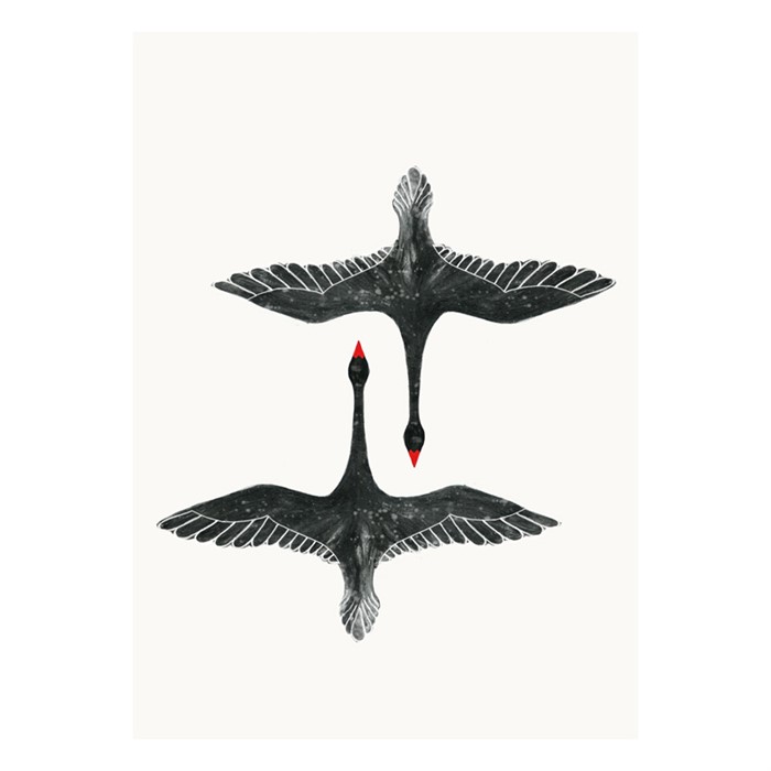 Affiche Black Swans 50x70cm