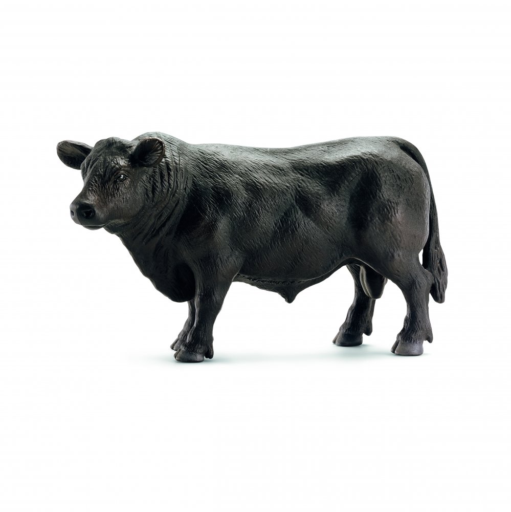 Taureau Black Angus